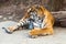 Rare Siberian ussur Amur tiger Seoul grand park