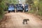 A rare sight as a leopard crosses a dirt road within Yala National Park in Sri Lanka.