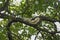 A rare sight of a young white squirrel, scampering along a high branch, in search for food.