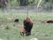 Rare Sighting of Female American Bison front view with her calf. Baby Bison. Also known as American Buffalo