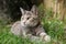 Rare silver classic tortoiseshell-tabby cat