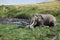 Rare Site: Elephant Bathing with Hippopotamus in