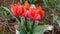 Rare small, orange tulips growing in the field. Beautiful spring flowers.