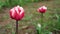 Rare small, pink tulips growing in the field. Beautiful spring flowers.