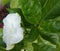 A Rare Snapshot of Crepe Jasmine or Pinwheel Flower