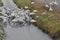Rare Snow Geese on Ice in Frozen Ditch