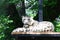 Rare snow leopard resting on stand near trees