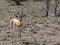 rare Soemmering gazelle, Gazella. soemmeringi, Awash National Park, Ethiopia