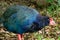 A rare South Island Takahe in New Zealand 7667