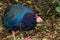 A rare South Island Takahe in New Zealand 7670