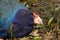 A rare South Island Takahe in New Zealand 7674