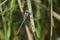 A rare Southern Migrant Hawker Dragonfly, Aeshna affinis, perching on a reed in the UK.