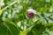 Rare species of mini wild orchid Lady slipper spotted Cypripedium guttatum  against the background of new green