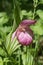 Rare species of wild large-flowered orchid Venus shoe Cypripedium macranthos