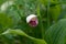 Rare species of wild mini orchid Lady slipper spotted Cypripedium guttatum in the forest