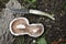 Rare specimen of poplar mushroom (Agrocybe aegerita) with two stems and a jackknife.