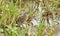 A rare Spotted Crake Porzana porzana walking through the reeds at the edge of the water.