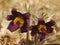 Rare Spring Flower Pulsatilla