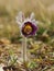 Rare Spring Flower Pulsatilla