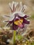 Rare Spring Flower Pulsatilla