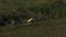 A rare Squacco Heron, Ardeola ralloides, standing in the reeds at the edge of a stream, where it is hunting for food.