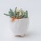 Rare succulent houseplant Cotyledon orbiculata variegated and sedum dasyphyllum major in white handmade ceramic pot on white