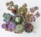 Rare Succulent rosette in pot. Echeveria Shaviana pink frills, Pachyveria Blue Haze, Echeveria Raindrops, Echeveria set oliver,