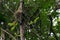 Rare Sulawesi bear cuscus Ailurops ursinus in a tree in Tangkoko National Park, North Sulawesi.