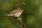 A rare sweet baby Tree Sparrow, Passer montanus, perching on a branch of a Hawthorn tree.