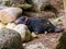 Rare Tasmanian Devil in Australia