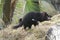 Rare Tasmanian devil (Sarcophilus harrisii)