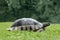 Rare terrestrial turtles walks on a meadow