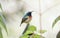 The Rare, Threatened, & Endemic Male Usambara Double-collared Sunbird