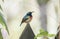 The Rare, Threatened, & Endemic Male Usambara Double-collared Sunbird