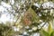 The Rare, Threatened, & Endemic Usambara Double-collared Sunbird (Cinnyris usambaricus) Weaves its Nest in Western Tanzania