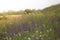 Rare threatened steppe territory in Ukraine with Salvia pratensis . Grass field background.