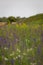 Rare threatened steppe territory in Ukraine with Salvia pratensis . Grass field background.