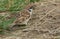 A rare Tree Sparrow, Passer montanus, feeding on a Caterpillar on the ground in the UK.