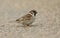 A rare Tree Sparrow Passer montanus feeding on seeds on the ground in the UK.