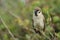 A rare Tree Sparrow Passer montanus perching on a branch in a bush in the UK.