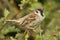 A rare Tree Sparrow Passer montanus perching on a branch in a bush in the UK.