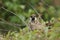 A rare Tree Sparrow, Passer montanus,  perching on a branch in a bush in the UK.