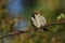 A rare Tree Sparrow, Passer montanus, perching on a thorny bramble twig in the hedgerow in the UK.