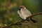 A rare Tree Sparrow, Passer montanus, perching on a thorny bramble twig in the hedgerow in the UK.