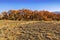 A rare tree of turanga in the desert steppe