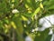 Rare tree with white flowers