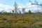 Rare trees in the upper Celau swamp, vegetation in the swamp