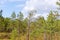 Rare trees in the upper Celau swamp, vegetation in the swamp