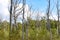 Rare trees in the upper Celau swamp, vegetation in the swamp