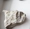 rare trilobite fossils found paleontology mineral exoskeleton